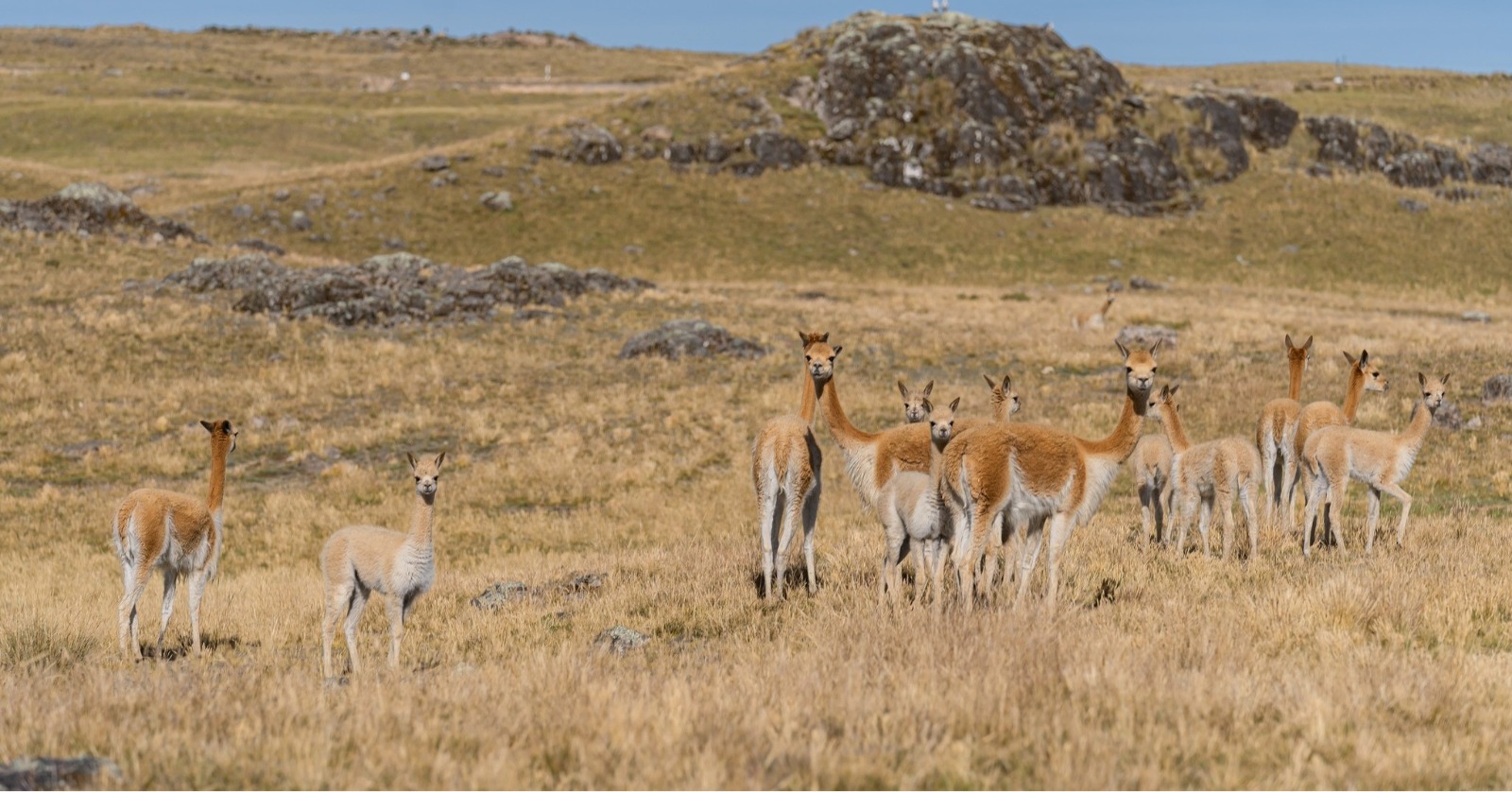VILCASHUAMÁN