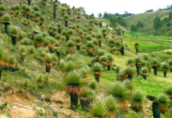 VILCASHUAMÁN